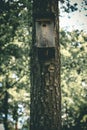 Birdhouse on pine tree Royalty Free Stock Photo