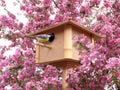 Birdhouse in pink blossoming garden