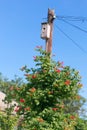 Birdhouse on a pole in a green bush. Royalty Free Stock Photo