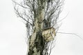 Birdhouse on a poplar. A small bird house hangs from a tree. Royalty Free Stock Photo