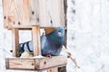 Birdhouse With Snow In A Winter Cold Forest And A Pigeon Bird