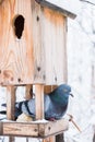 Birdhouse with snow in a winter cold forest and a pigeon bird Royalty Free Stock Photo