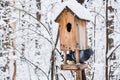 Birdhouse with snow in a winter cold forest and a pigeon bird Royalty Free Stock Photo