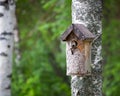 Birdhouse and tiny bird