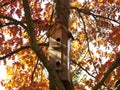 A birdhouse, a birdhouse on a tree