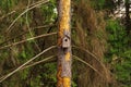 Birdhouse on a tree in the forest.