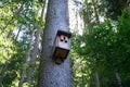 Birdhouse on tree in forest summer closeup sun birds Royalty Free Stock Photo