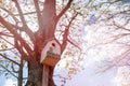 Birdhouse on tree, trees branches around