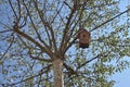 Birdhouse,Tree and Sky