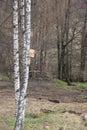 birdhouse on a tree, spring, birdhouse on a birch in a spring sunny day, Royalty Free Stock Photo