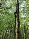Birdhouse on a tree in the spring in the forest Royalty Free Stock Photo