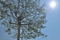 Birdhouse,Tree and Sun