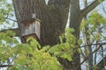 Birdhouse on a tree