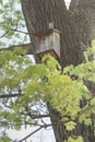 Birdhouse on a tree