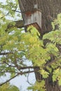 Birdhouse on a tree