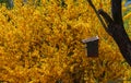 Birdhouse with yellow background