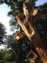 Birdhouses on tree