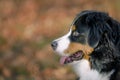 A Bernese Mountain Dog portrait from the side Royalty Free Stock Photo