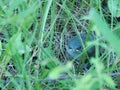 Birdie. A bird in the grass. An unexpected photo frame. A small bird. Nature.