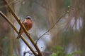 A birdie on a branch Royalty Free Stock Photo