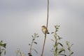 Birdie perched on a branch Royalty Free Stock Photo