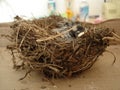 Close-up of new born robin in nest Royalty Free Stock Photo