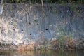 BIRDING HOLES IN THE WALL OF A RIVER BANK Royalty Free Stock Photo