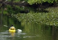 birding Royalty Free Stock Photo