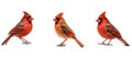 birding northern cardinal animal