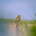 Birding in Zona de Interes Regional Llanos de Caceres y Sierra de Fuentes Caceres, Extremadura in Spain