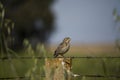 Birding in Zona de Interes Regional Llanos de Caceres y Sierra de Fuentes Caceres, Extremadura in Spain