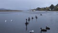 Birdlife on Huon River Tasmania