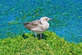 Birdling of Seagull Royalty Free Stock Photo