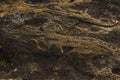 Birdman Petroglyph, Easter island , Chile. Royalty Free Stock Photo