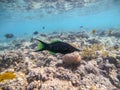 Birdmouth wrasse Gomphosus Caeruleus at coral reef