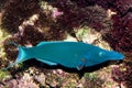 Birdmouth Wrasse (Gomphosus varius) Royalty Free Stock Photo