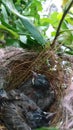 Birdnest baby cute nest mature animals forest