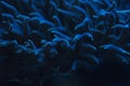 Birdnest coral in coral saltwater aquarium