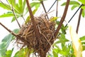 Birdnest on tree Royalty Free Stock Photo