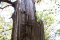 Birdnest in a tree Royalty Free Stock Photo