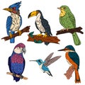 Vibrant Aviary A Flock of Exotic Birds