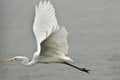 Egret Royalty Free Stock Photo