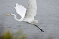 Egret Royalty Free Stock Photo