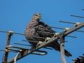 Wildlife getting used to modern structures