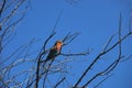 BIRDS- Africa- A Beautifully Colorful Wild Lilac-Breasted Roller