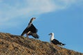 BIRDS- Africa- Close Up of a Colorful Egyptian Goose Confronting a Seagull