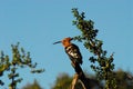 BIRDS- Africa- Close Up of a Colorful, Exotic African Hoopoe