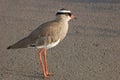 Birds of Africa: Crowned plover Royalty Free Stock Photo