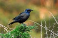 BIRDS- Africa- Extreme Close Up of a Cape Starling on a Thorn Bush