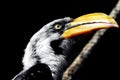 BIRDS- Africa- Extreme Close Up of a Yellow-billed Hornbill